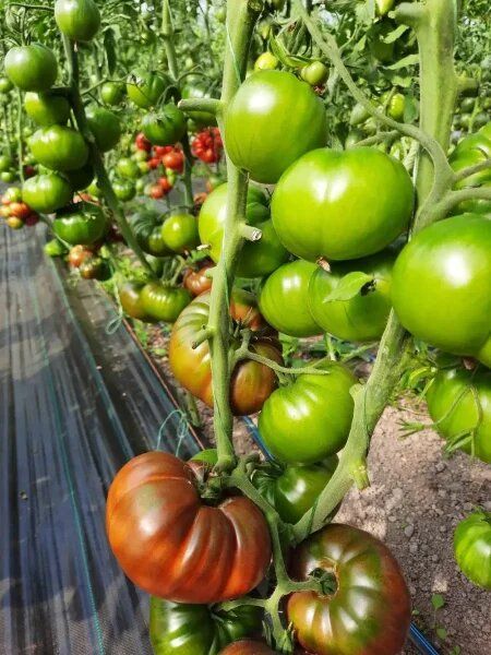 Томат Шоколадница: оригинальный вкус и насыщенный цвет