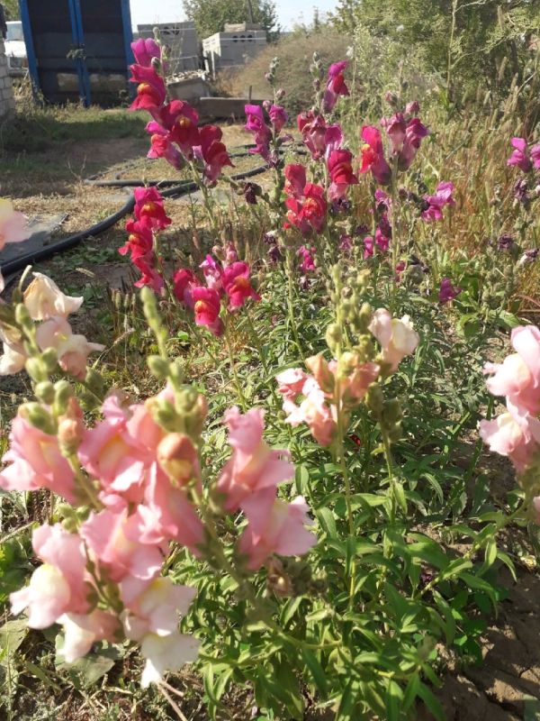 Неочевидные ошибки при посеве львиного зева: неожиданные результаты эксперимента