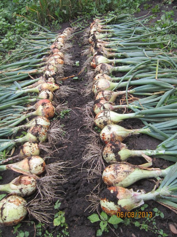 Секреты эффективного выращивания лука 'Эксибишен': советы и опыт садоводов