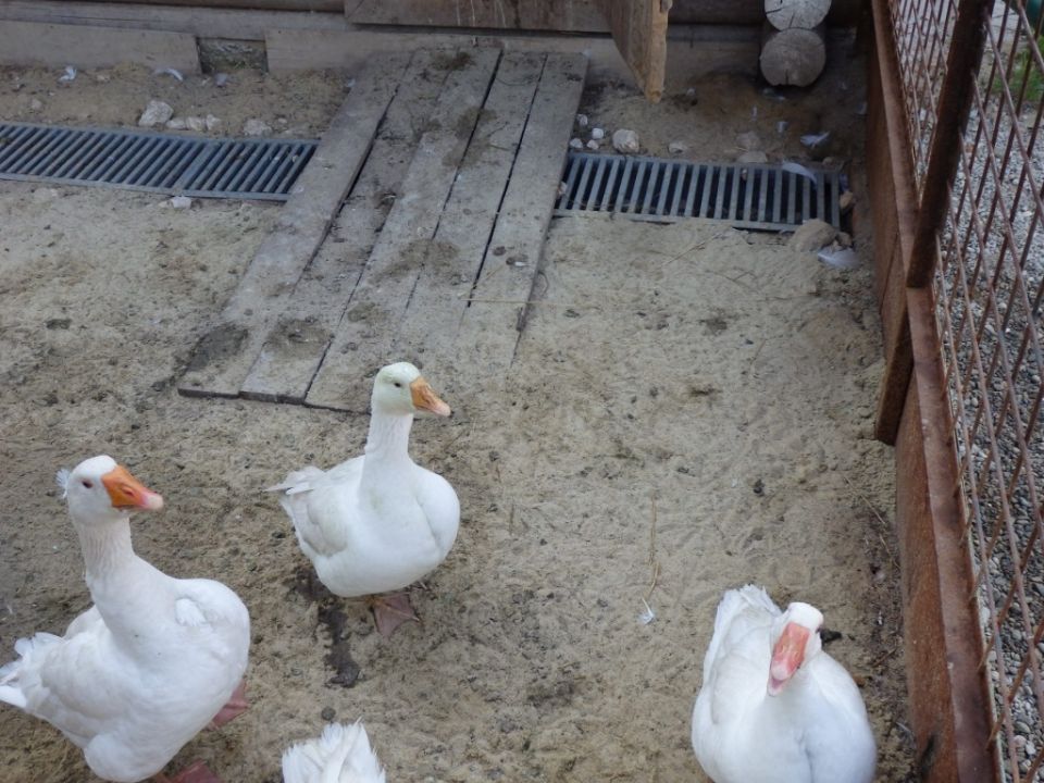 Зимние условия для домашних уток