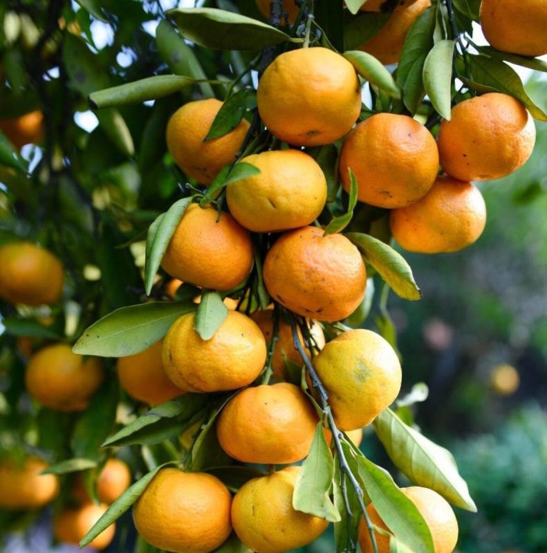 � ����� ������ ����� �� ����������: ������ ���������� ������ �������