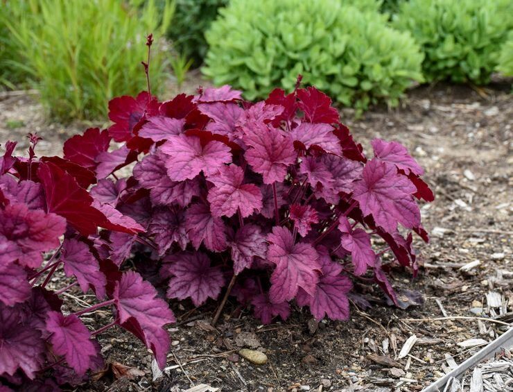 Яркий цветник: как создать эффектный сад с краснолистными и серебристыми растениями