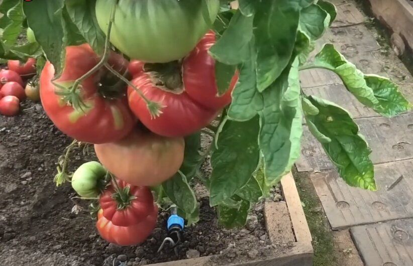 ������� �� ������: ��� ��������� ��������, ������� wow ������ ��� � ������ ����� �������