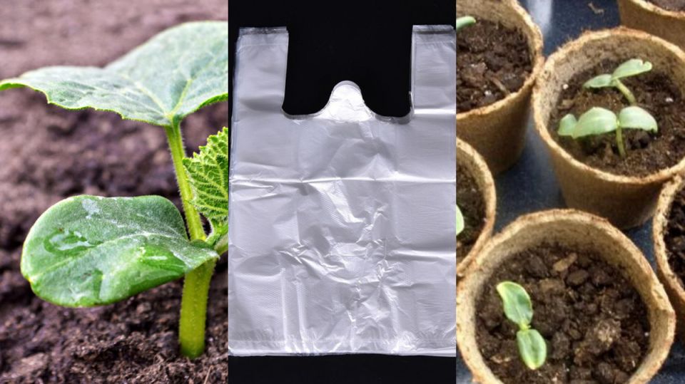 Проверенный метод: как китайские пакеты спасают вашу рассаду огурцов