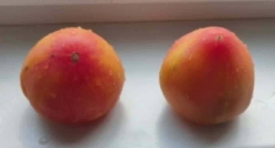 Огурцы и помидоры: как одни и те же семена скрываются под разными именами