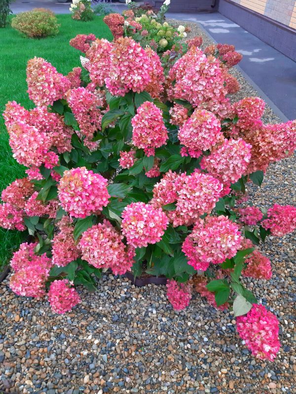 Почему гортензии — идеальный выбор для вашего сада