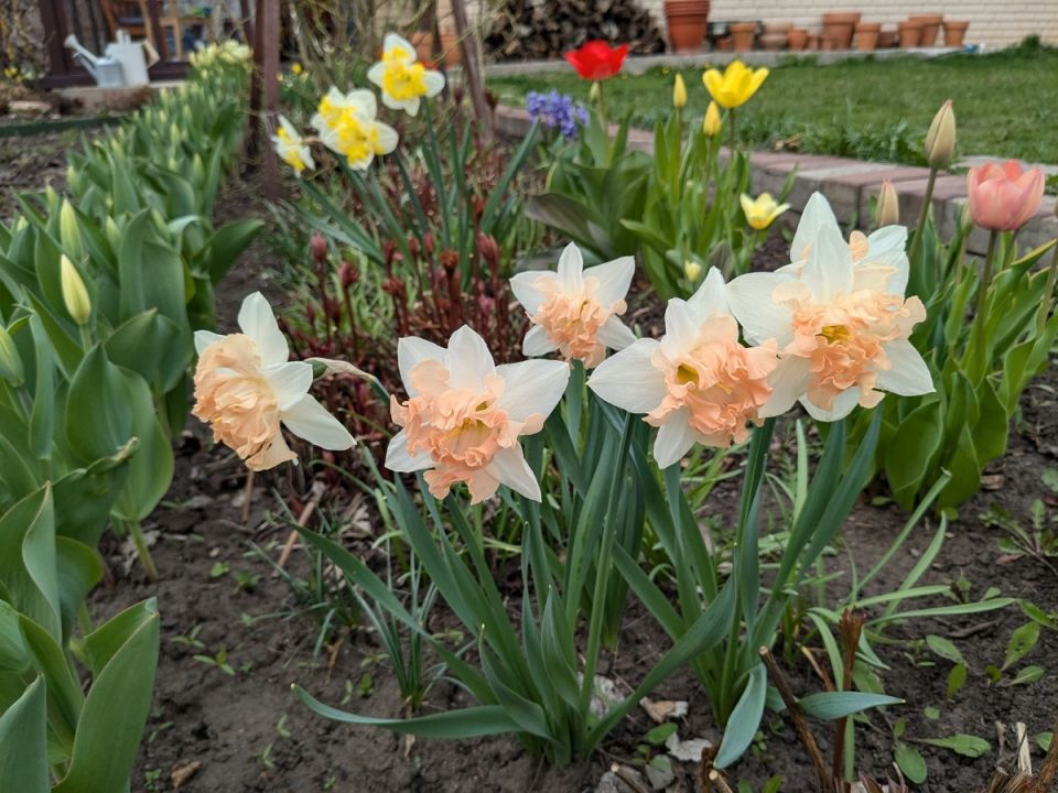 Почему садоводов привлекают несуществующие нарциссы