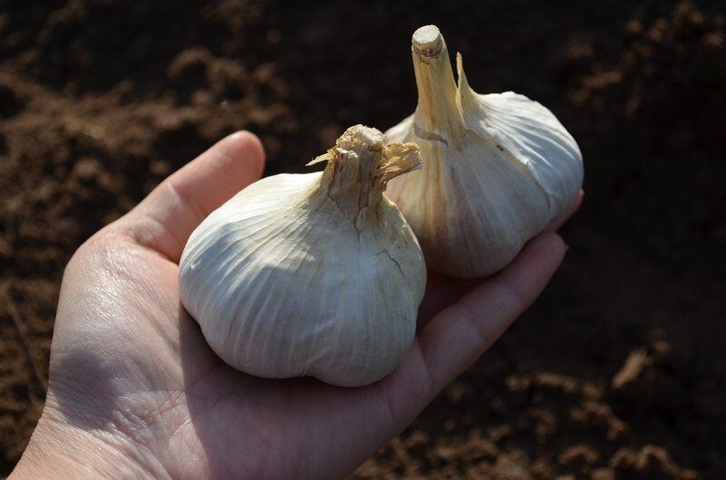 Как правильно посадить озимый чеснок: важные советы по срокам и сортам